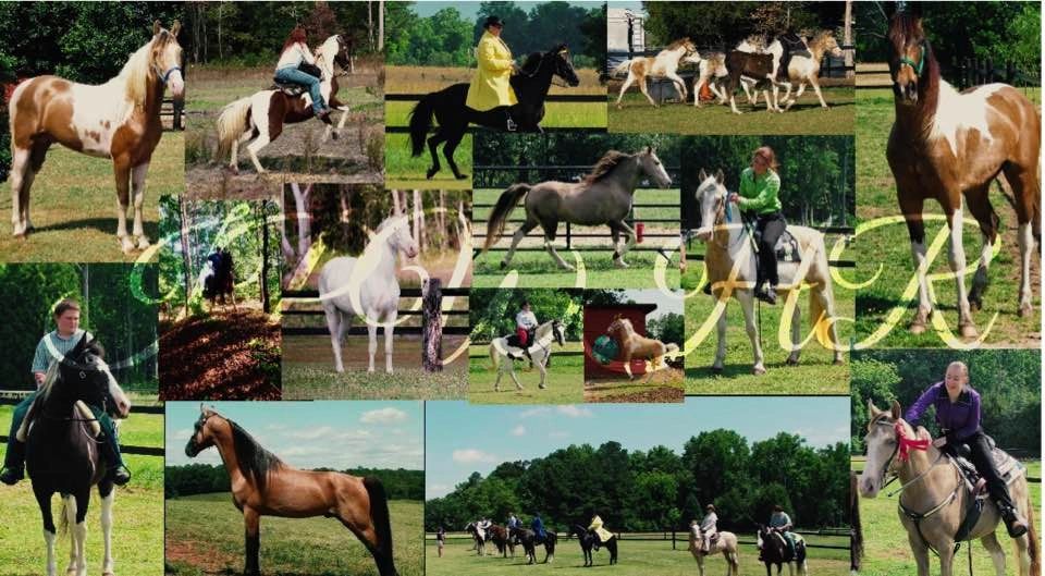 IPWHR Horses for Sale International Pleasure Walking Horse Registry