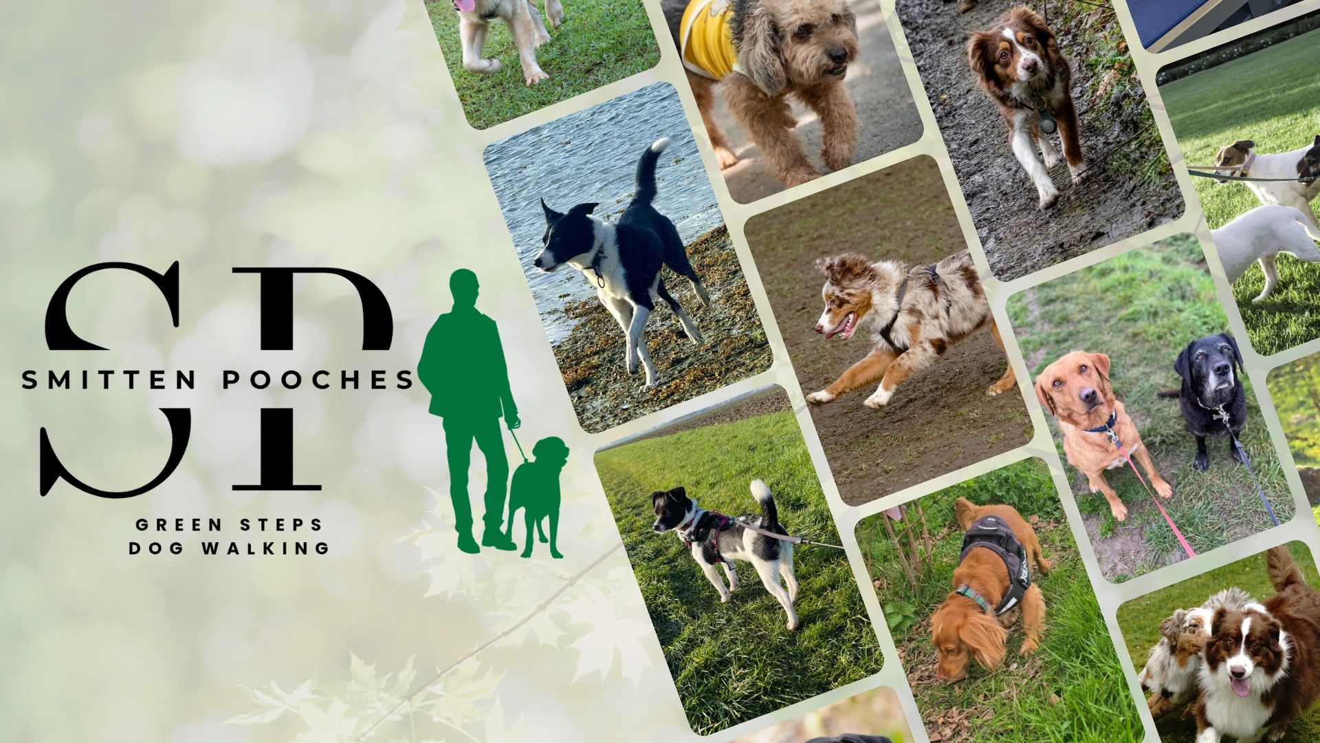 Collage of happy dogs and green steps dog walking logo.
