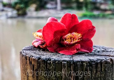 A red Camellia bloom on weathered pylon overlooks a pond.  Duke Gardens Durham, NC