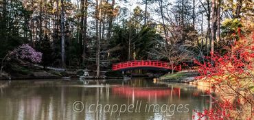 Oriental style bridge over quiet pond with cherry blossoms.  Duke Gardens Durham, NC