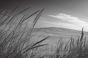 Sea Oats swaying n the foreground of Jockey's Ridge, Kitty Hawk , NC Outer Banks