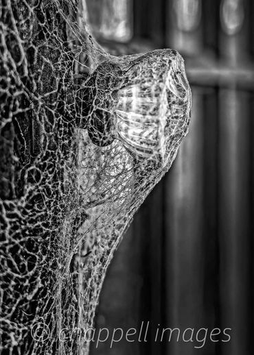 a spider web in an old house encases an old crystal doorknob River Road, Carolina Beach,