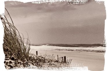 sand blowing across beach sand fence sea oats Outer Banks, NC