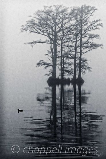 Cypress trees stand in calm, fog covered Albemarle Sound water . Edenton, NC