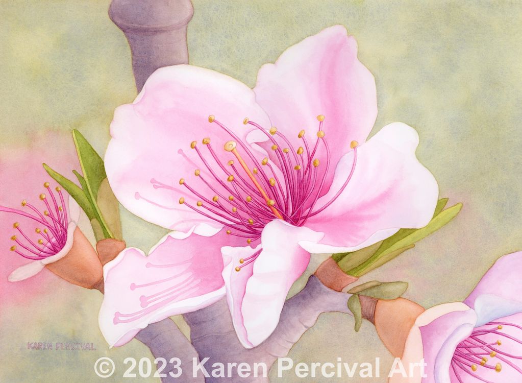 A realistic peach blossom and small portion of peach tree with the colors of spring.