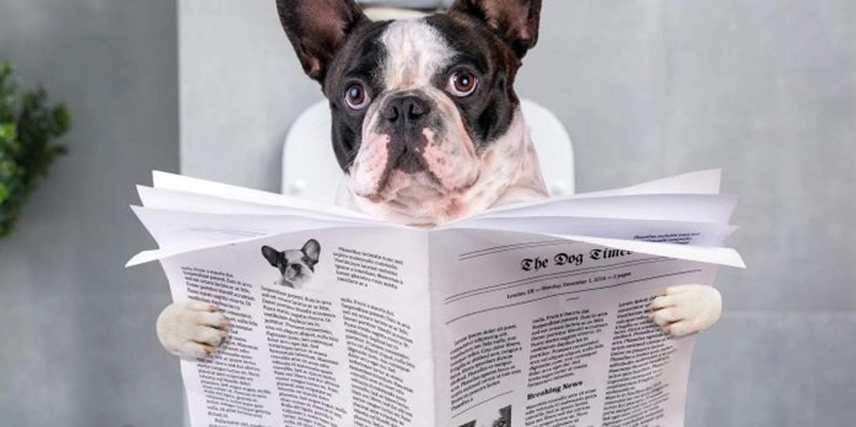 Buggsssssssssssssy the French Bulldog reads the paper