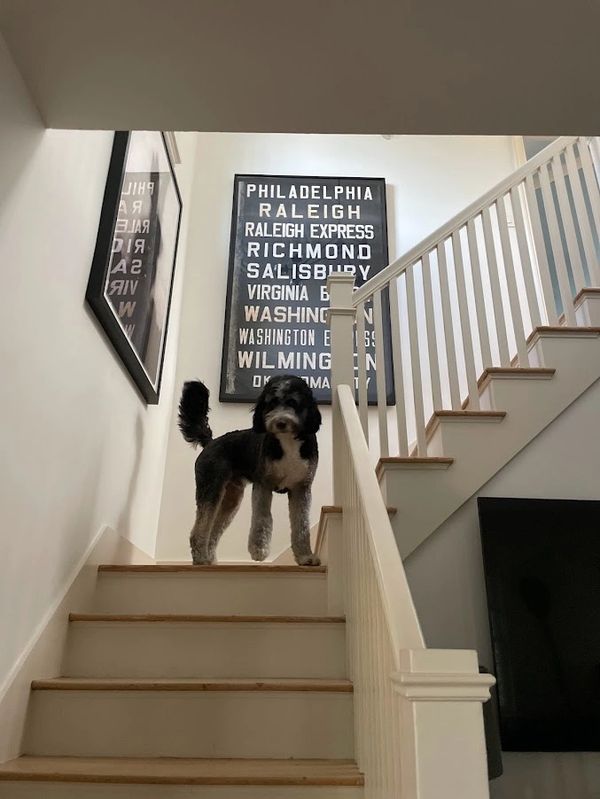 Adult dog trains to learn how to go down the stairs