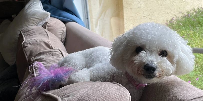Lilly the Bichon asleep during a pet sitting stay with Santa Monica Paws