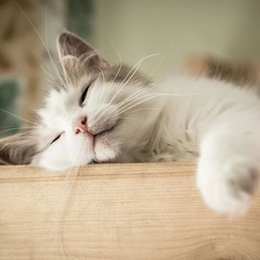 A kitten sleeps during pet boarding