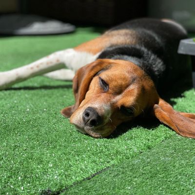 A beagle