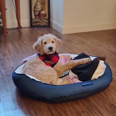 Family Goldendoodle Puppies for Adoption