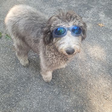 Service dog training and puppies in Missouri