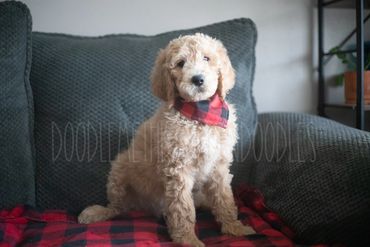 Doodle Me This Goldendoodle Puppies Family Raised Goldendoodle Puppies in St. Louis area