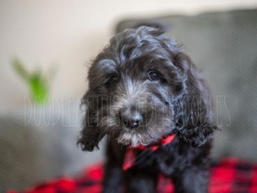 Goldendoodle puppy for sale in Missouri