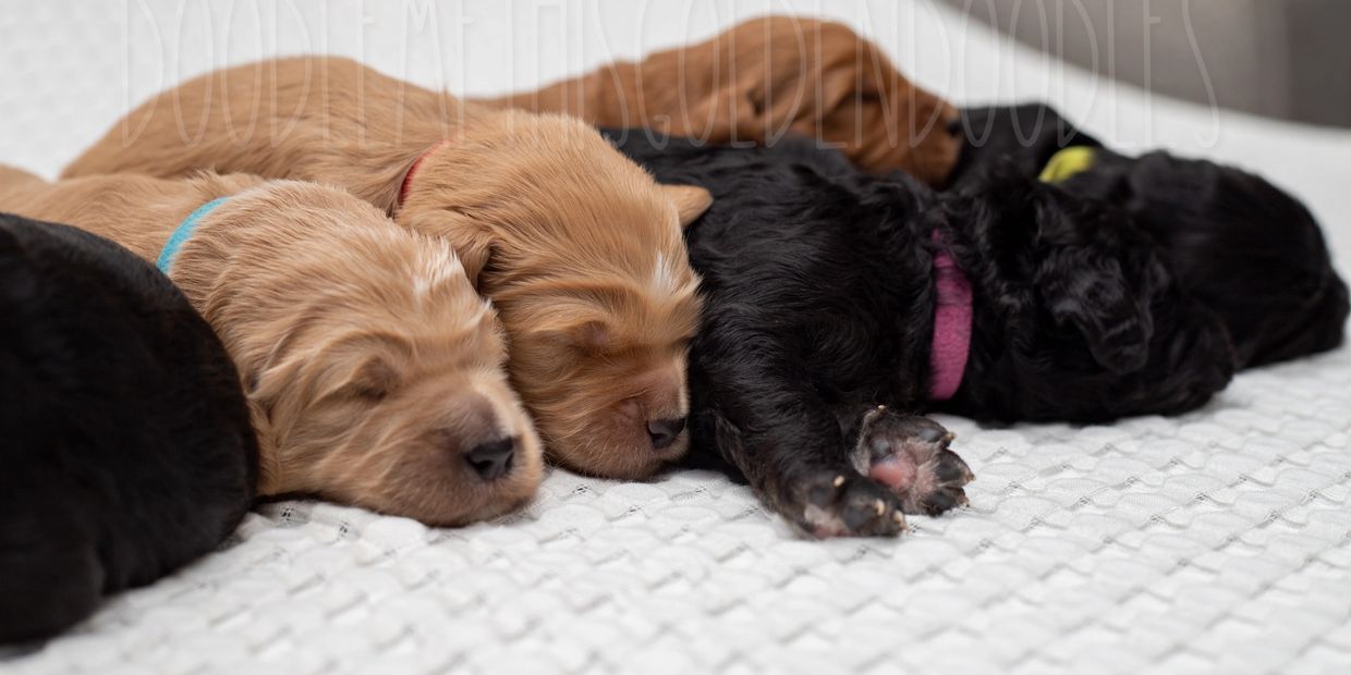 Experienced breeder gently handling a newborn goldendoodle puppy