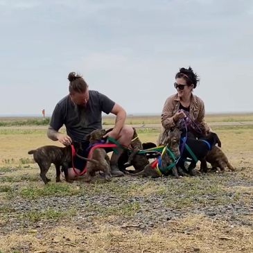 Puppies for adoption