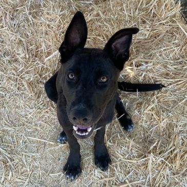 German shepherd rescue