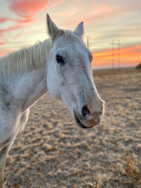 White horse standing in a field at sunset.