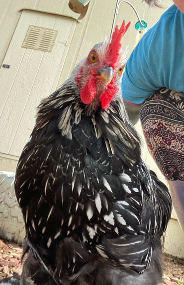 Rooster rescue