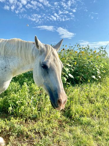 Elderly horse rescue