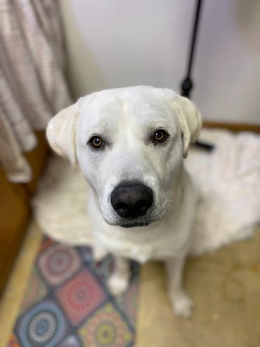 Special needs animal rescue