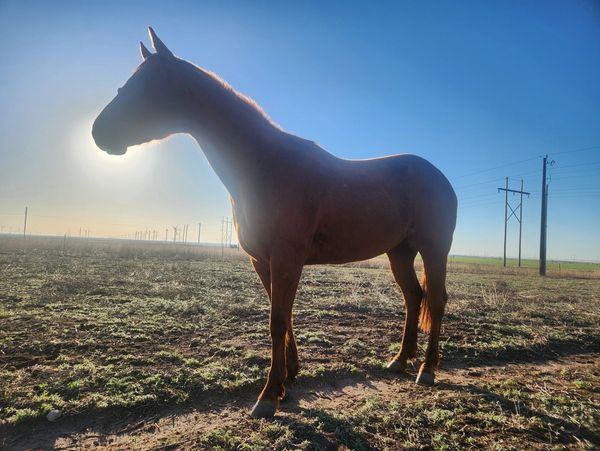 Horse sanctuary