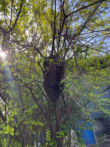 We relocate bee swarms quickly and safely.....usually in the same day.