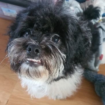 Close-up of a fluffy black and white dog with big eyes looking up.