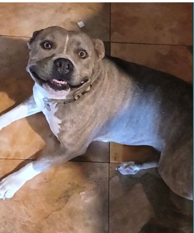 Healthy and Happy dog after remote energy healing appointment.