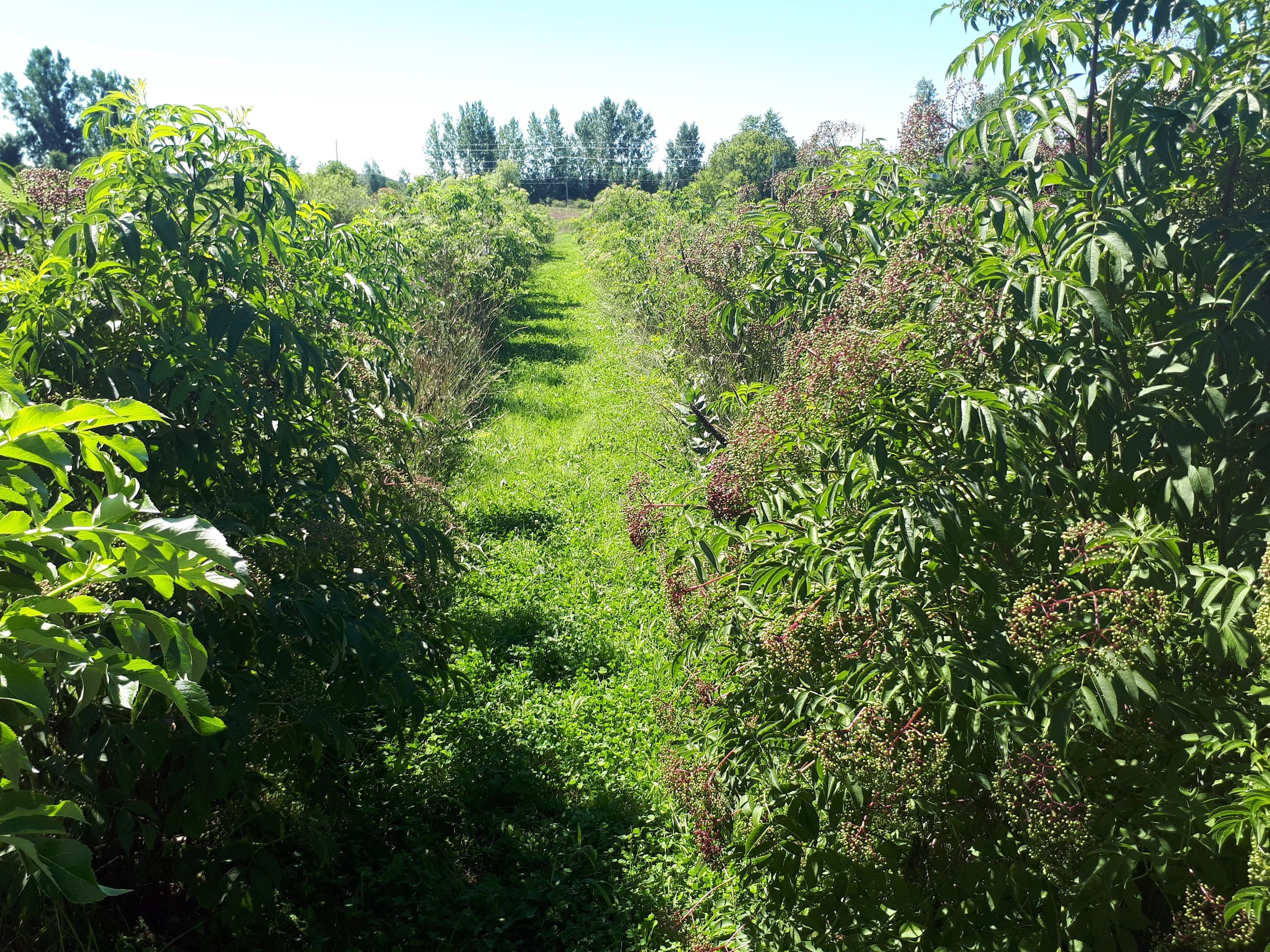 Tree Tubes BijkerkVille Trees