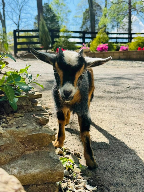 A young goat standing on a sunny path near a stone wall and plants.