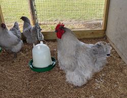 English Lavender Orpington Rooster 