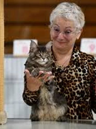 TICA Judge Aline Noel is having fun with this Maine Coon kitten