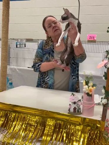 Judging a Cornish Rex cat