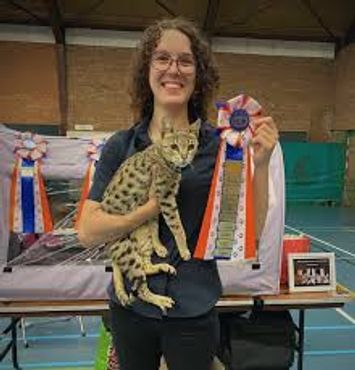 The Savannah is one of TICA's newer and more exotic breeds