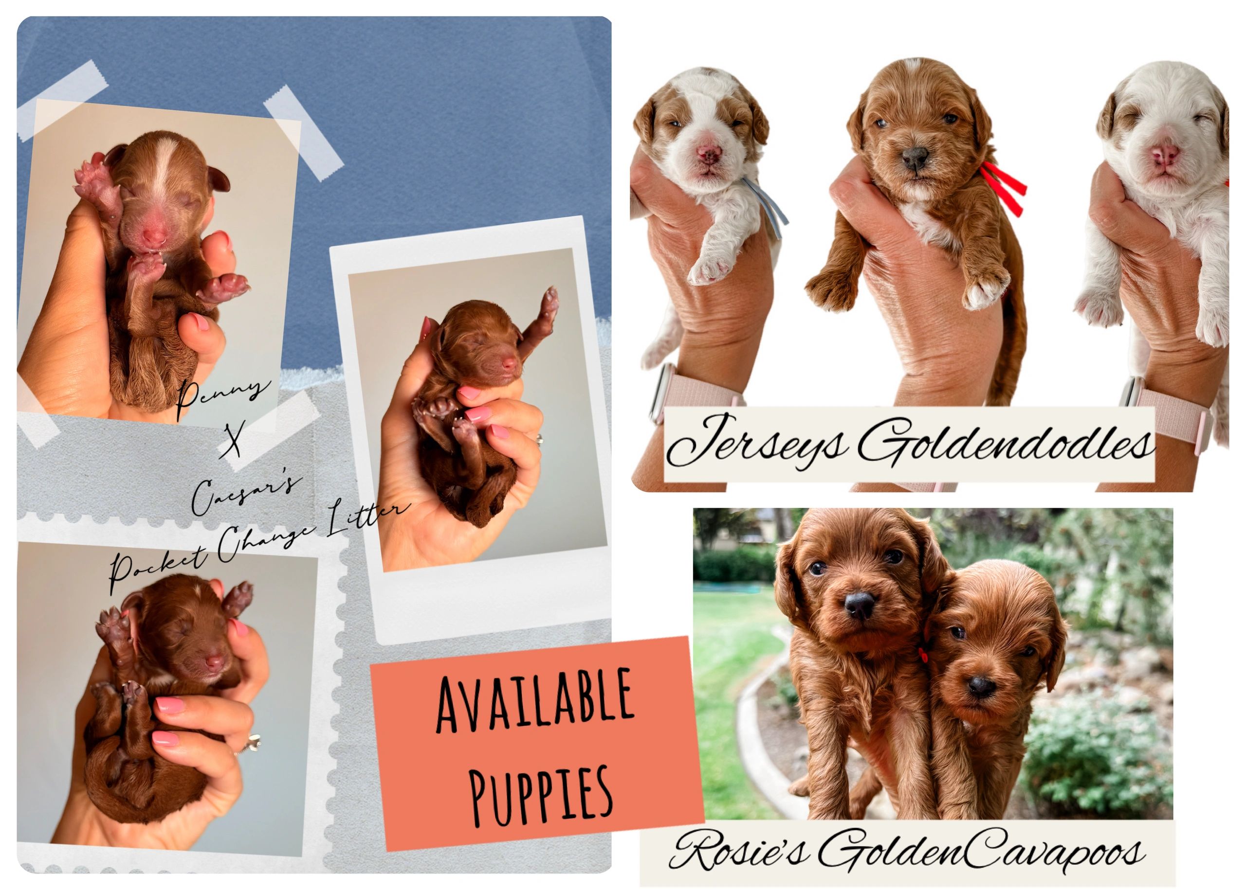 We have some availability in our current litters. Fill out an application and Marianne will be in c