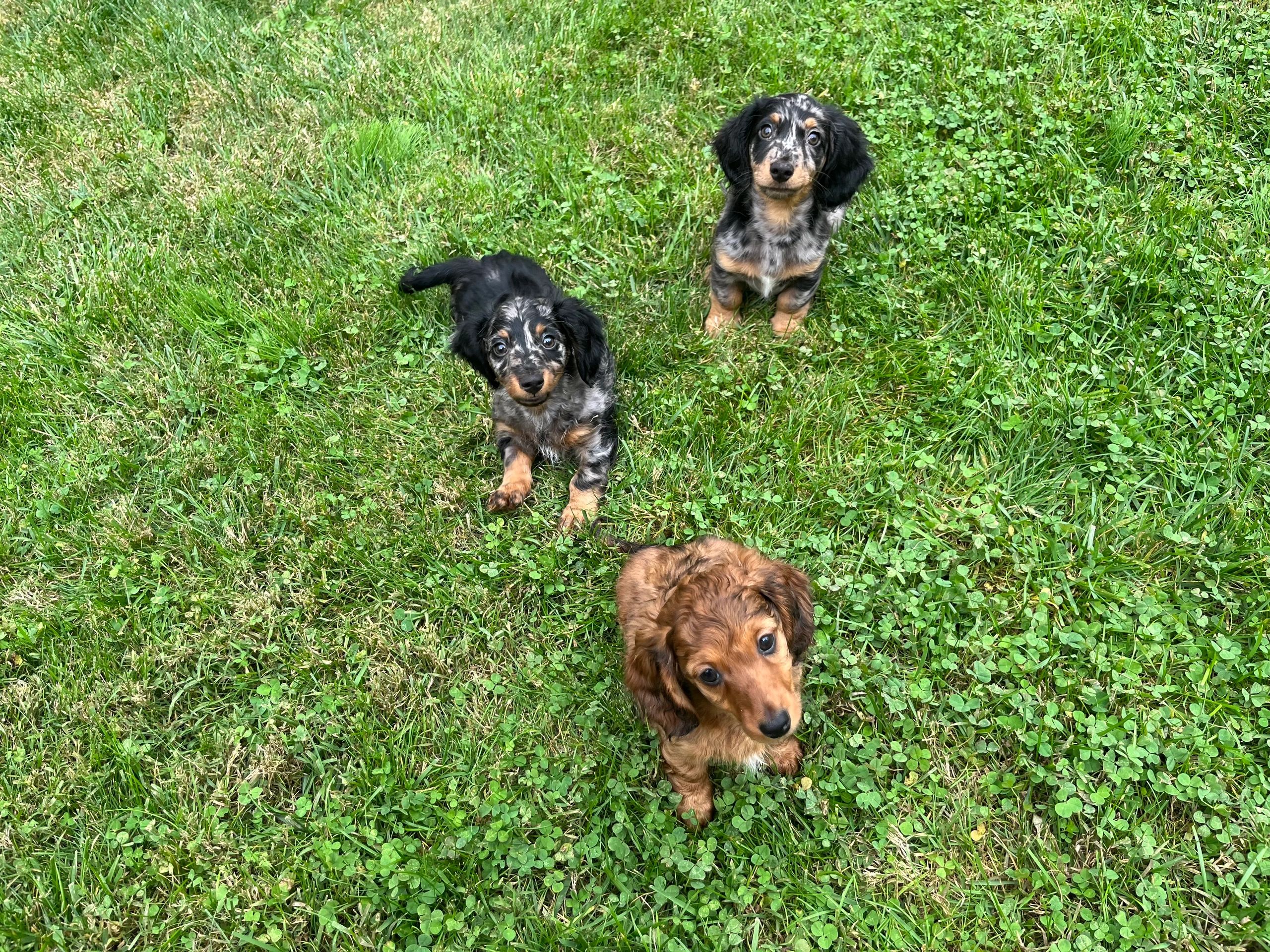 NY Pups