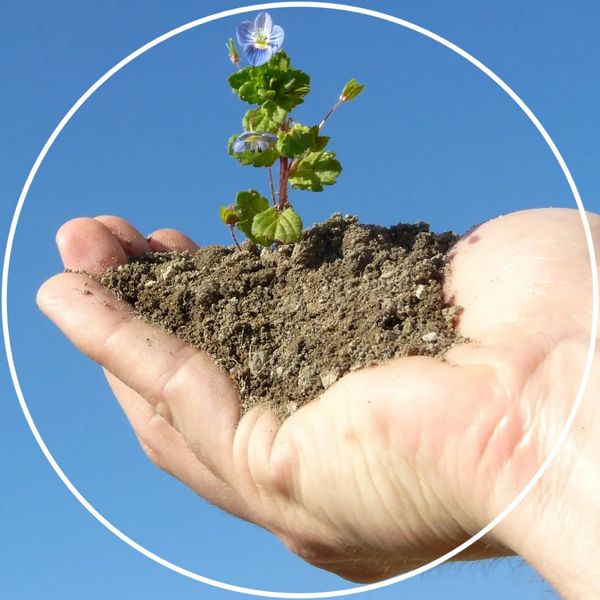 Professional tree surgeon tree services Leighton Buzzard Bedfordshire