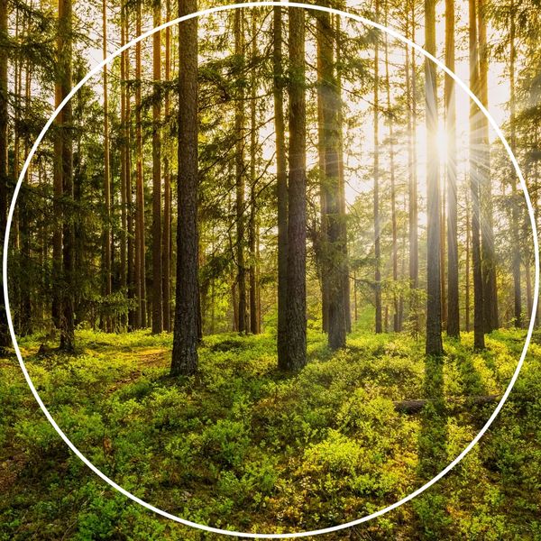 Professional tree surgeon tree services Leighton Buzzard Bedfordshire