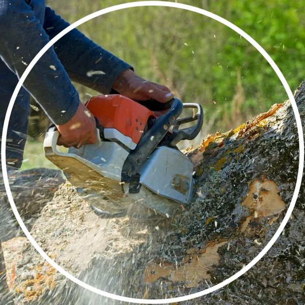Professional tree surgeon tree services Leighton Buzzard Bedfordshire
