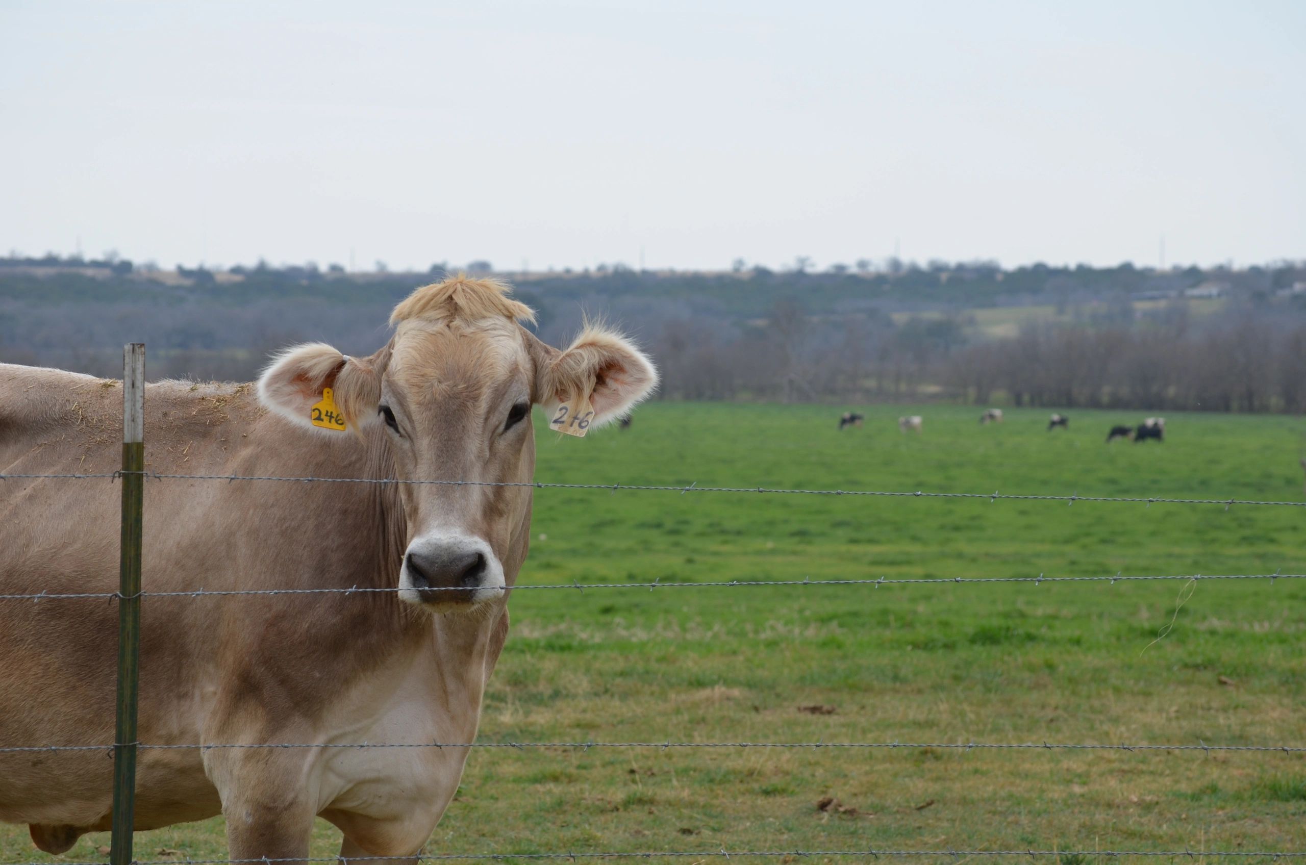 Local Raw Whole Milk  Ooha Sol Farm Sealy, Texas