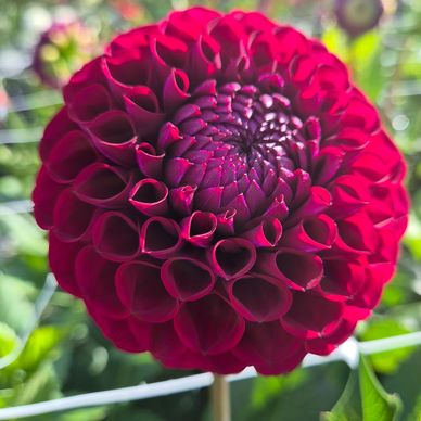 A lovely reddy purple berry blend. Fantastic variety. 3.5" weather resistantblooms on lovely long st