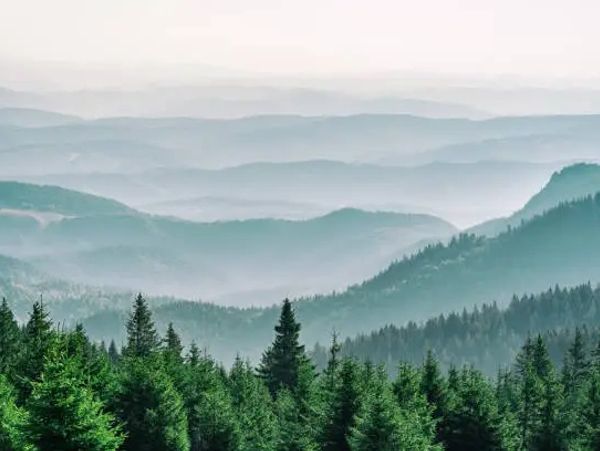 Misty mountain layers with dense evergreen forest in the foreground.