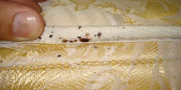 bed bugs pest control service in surat city