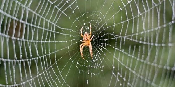 Spider pest control service in surat