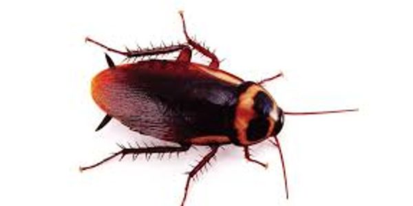 Cockroach pest control service in home at surat city