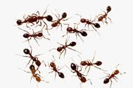 Ant pest control service in surat city