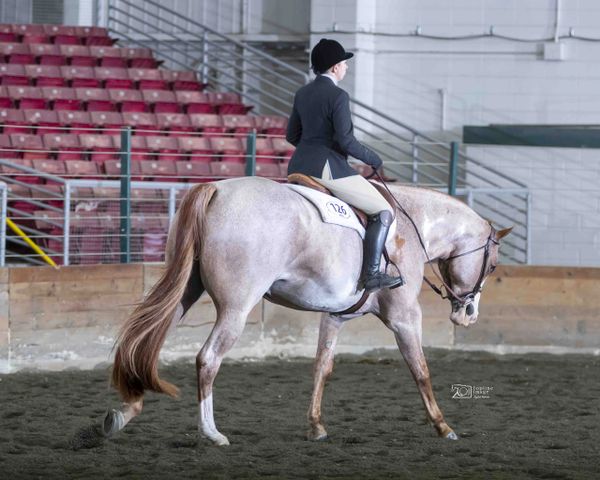 Lopin' Down The Rail Fitness Equestrian Fitness Fitness for Horse Riders APHA Hunter Under Saddle