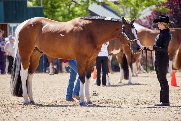 Lopin' Down The Rail Fitness Equestrian Fitness Trainer Fitness for Horse Riders APHA Showmanship