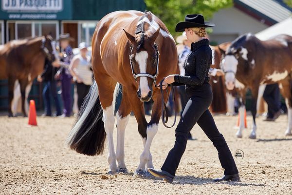 Lopin' Down The Rail Fitness Equestrian Fitness Trainer Fitness for Horse Riders APHA Showmanship